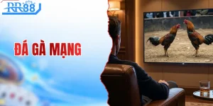 Đá Gà Mạng Thomo Kịch Tính Cùng RR88 An Toàn Tuyệt Đối