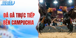 Đá Gà Trực Tiếp Bên Campuchia - Xem Live Thomo Trên RR88
